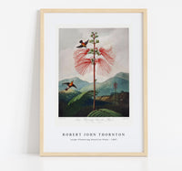 
              Robert John Thornton - Large–Flowering Sensitive Plant from The Temple of Flora (1807)
            