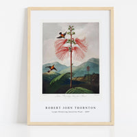 Robert John Thornton - Large–Flowering Sensitive Plant from The Temple of Flora (1807)