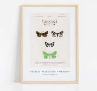 
              Charles Dessalines D'Orbigny - Collection of moths (3)
            