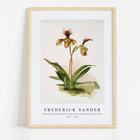 Frederick Sander - Cypripedium (hybridum) calypso from Reichenbachia Orchids-1847-1920