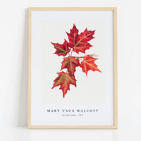 Mary Vaux Walcott - Autumn Leafes  (1874)