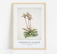 
              Frederick Sander - Cypripedium lo from Reichenbachia Orchids-1847-1920
            