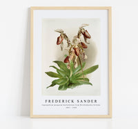
              Frederick Sander - Cypripedium morganiæ burfordiense from Reichenbachia Orchids-1847-1920
            