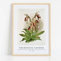 Frederick Sander - Cypripedium morganiæ burfordiense from Reichenbachia Orchids-1847-1920