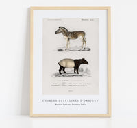 
              Charles Dessalines D'Orbigny - Malayan Tapir (Equus Montanus) and Mountain Zebra (Dauw)
            