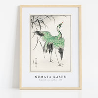 Numata Kashu - Demoiselle crane and Reed illustration from Pictorial Monograph of Birds (1885)