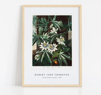 
              Robert John Thornton - The Passiflora Cerulea from The Temple of Flora (1807)
            
