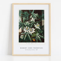 Robert John Thornton - The Passiflora Cerulea from The Temple of Flora (1807)