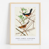 John James Audubon - Towee Bunting from Birds of America (1827)