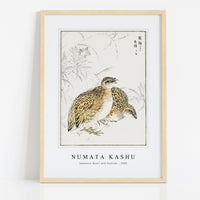 Numata Kashu - Japanese Quail and Gentian illustration from Pictorial Monograph of Birds (1885)