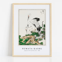 Numata Kashu - Japanese Stork and Pine Tree illustration from Pictorial Monograph of Birds (1885)
