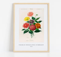
              Charles Dessalines D'Orbigny - Dahlia
            