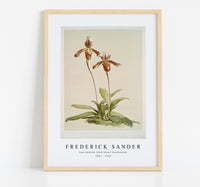 
              Frederick Sander - Cypripedium (hybridum) laucheanum-1847-1920
            