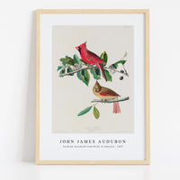 John James Audubon - Cardinal Grosbeak from Birds of America (1827)
