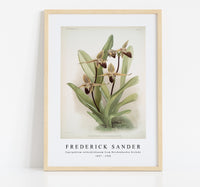 
              Frederick Sander - Cypripedium rothschildianum from Reichenbachia Orchids-1847-1920
            