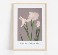 
              Ogawa Kazumasa - Beautiful photomechanical prints of White Irises (1887–1897)
            