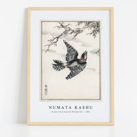 Numata Kashu - Hondo Great Spotted Woodpecker illustration from Pictorial Monograph of Birds (1885)