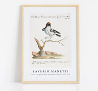 
              Saverio Manetti - Lanius Ferrugineus Maior Capite Ruffo (Lanius) 1723-1785
            