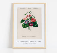 
              Charles Dessalines D'Orbigny - Morning-glory (Pharbitis hispida)
            