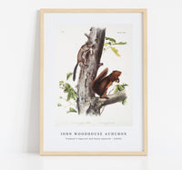 
              John Woodhouse Audubon - Fremont's Squirrel (Sciurus Fremonsii) and Sooty Squirrel (Sciurus fuliginosus) from the viviparous quadrupeds of North America (1845)
            