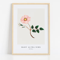 Mary Altha Nims - Wild Rose