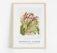 
              Frederick Sander - Cypripedium sanderianum from Reichenbachia Orchids-1847-1920
            