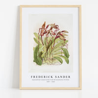 Frederick Sander - Cypripedium sanderianum from Reichenbachia Orchids-1847-1920