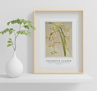 
              Frederick Sander - Cymbidium lowianum from Reichenbachia Orchids-1847-1920
            