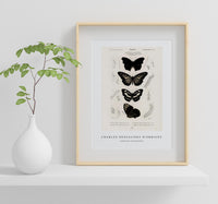 
              Charles Dessalines D'Orbigny - Collection of butterflies
            