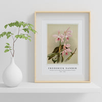 Frederick Sander - Cattleya victoria regina from Reichenbachia Orchids-1847-1920