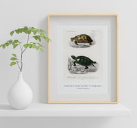 
              Charles Dessalines D'Orbigny - Tortoises (Testudo)
            