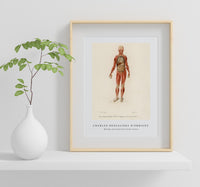 
              Charles Dessalines D'Orbigny - Myology and disposition of the viscera
            