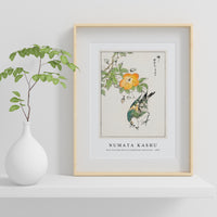 Numata Kashu - Grey Starling and Cercidiphyllum Japonicum illustration from Pictorial Monograph of Birds (1885)