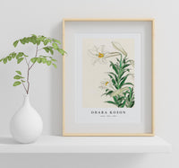
              Ohara Koson - Lilies (1912 - 1930) by Ohara Koson (1877-1945)
            