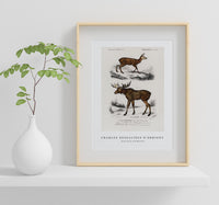 
              Charles Dessalines D'Orbigny - Alces alces and Moschus
            