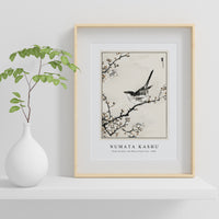 Numata Kashu - Bush-warbler and White Plum Tree illustration from Pictorial Monograph of Birds (1885)