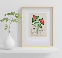 
              Charles Dessalines D'Orbigny - Elephant ear (Caladium bicolor)
            
