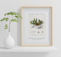 
              Charles Dessalines D'Orbigny - Carrion-flower (Stapelia variegata)
            