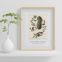 John James Audubon - Chesnut-backed Titmouse, Black-capt Titmouse and Chesnut-crowned Titmouse(1827)