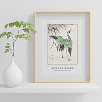 Numata Kashu - Demoiselle crane and Reed illustration from Pictorial Monograph of Birds (1885)