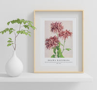 
              Ogawa Kazumasa - Beautiful photomechanical prints of Three Pink Chrysanthemum (1887–1897)
            
