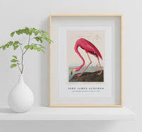
              John James Audubon - Pink Flamingo from Birds of America (1827)
            