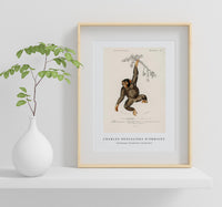 
              Charles Dessalines D'Orbigny - Chimpangze (Troglodyte Chimpanze)
            
