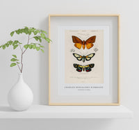 
              Charles Dessalines D'Orbigny - Collection of moths
            
