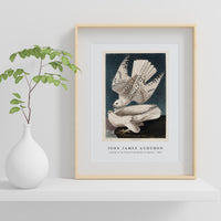John James Audubon - Iceland or Jer Falcon from Birds of America (1827)