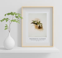 
              Frederick Sander - Angræcum humblotii from Reichenbachia Orchids-1847-1920
            