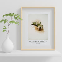 Frederick Sander - Angræcum humblotii from Reichenbachia Orchids-1847-1920