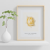 Paul de longpre - Study of a Rose (ca. 1898)