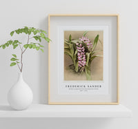 
              Frederick Sander - Aërides savageanum from Reichenbachia Orchid-1847-1920
            
