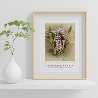 Frederick Sander - Aërides savageanum from Reichenbachia Orchid-1847-1920